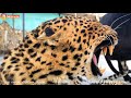 Леопард - трактор или злая Дездемона))) Тайган. Leopard - tractor or angry's Desdemona))) Taigan.