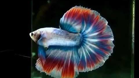 Ngũ Sắc - Thiên đường cá cảnh