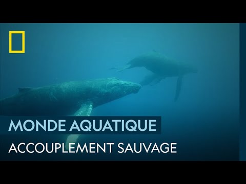 Wild Mating Of Humpback Whales 