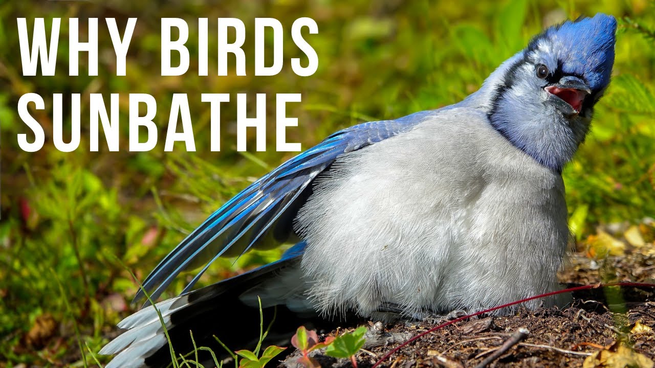Do birds sun bathe? Do birds sun bathe?