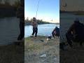 карасики#рыбалка #карась #рыбалочка #рыбалкавидео #fishing #fishingvideo #нарыбалке #карасик #рыбка