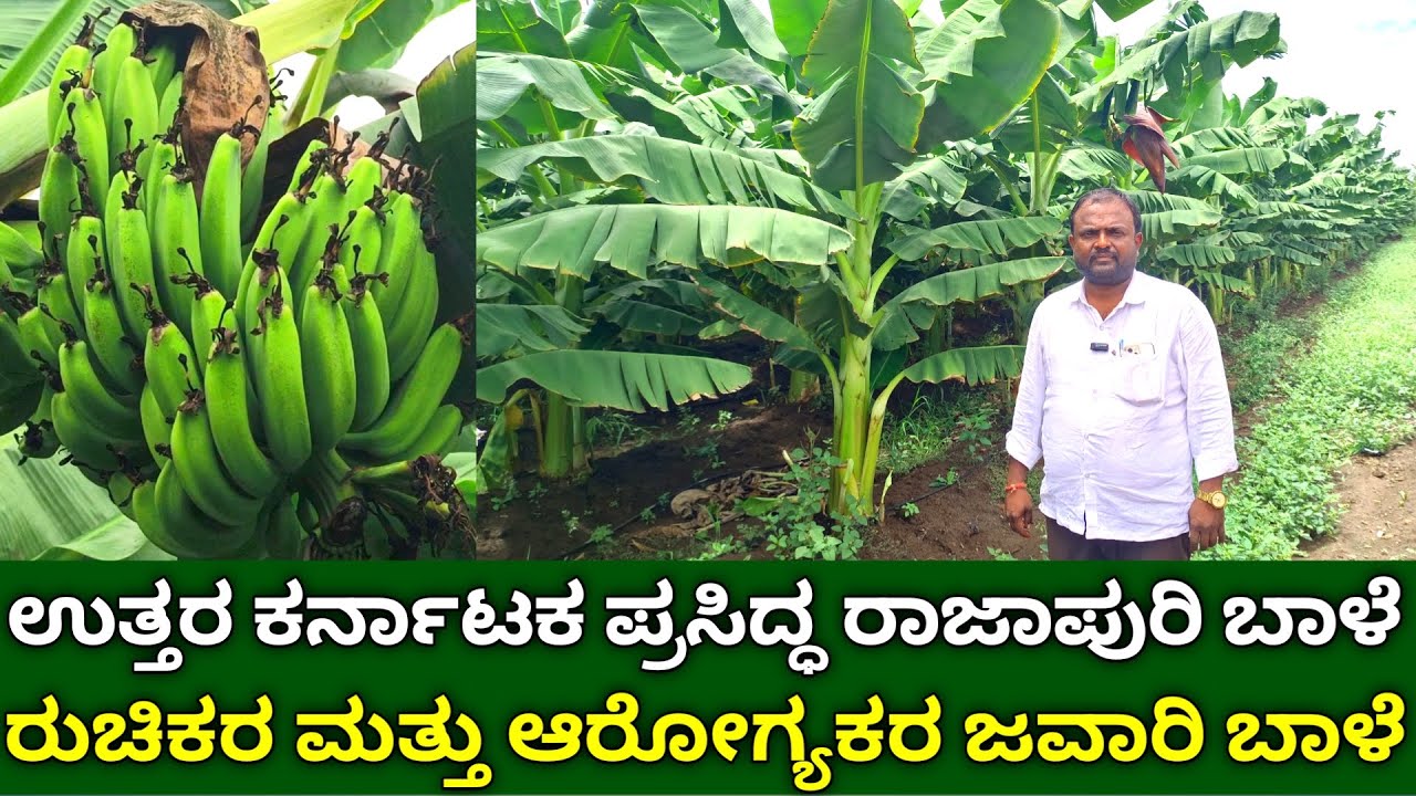 ಉತ್ತರ ಕರ್ನಾಟಕದ ಪ್ರಸಿದ್ಧ ರಾಜಾಪುರಿ ಜವಾರಿ ಬಾಳೆ | desi rajapuri banana | banana farming in kannada