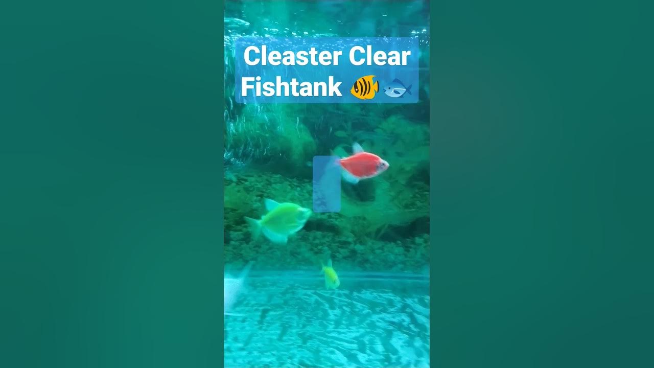 Crystal Clear Water Fish tank ,🥳🫡 youtubeshorts slaepoint shorts