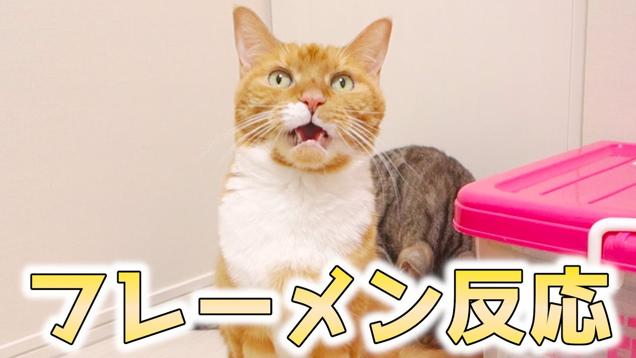 猫のお尻は臭い フレーメン反応で変顔を見せてくれる猫ズ 猫 おもしろ Youtube