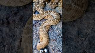 Western Diamondback Rattlesnakes sleeping!