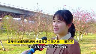 The Beautiful Flower Viewing Spots In Nanan, Fujian.