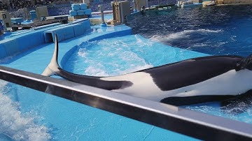 Nagoya aquarium - Killer whale coming out of the water to poop!