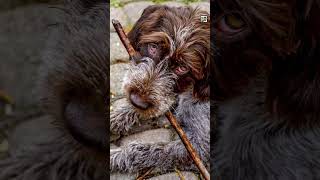 Quick Wirehaired Pointing Griffon Facts The Dutch German French Pup  Animal a Day #shorts #animals