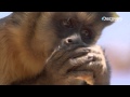 Life - Highly Intelligent Monkey