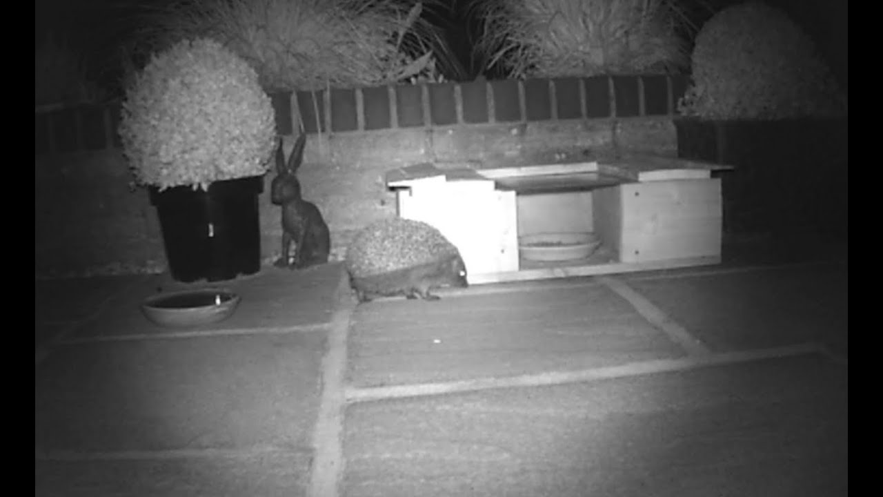 Hedgehog cam day 4 - Feeding station - Bonus magpie