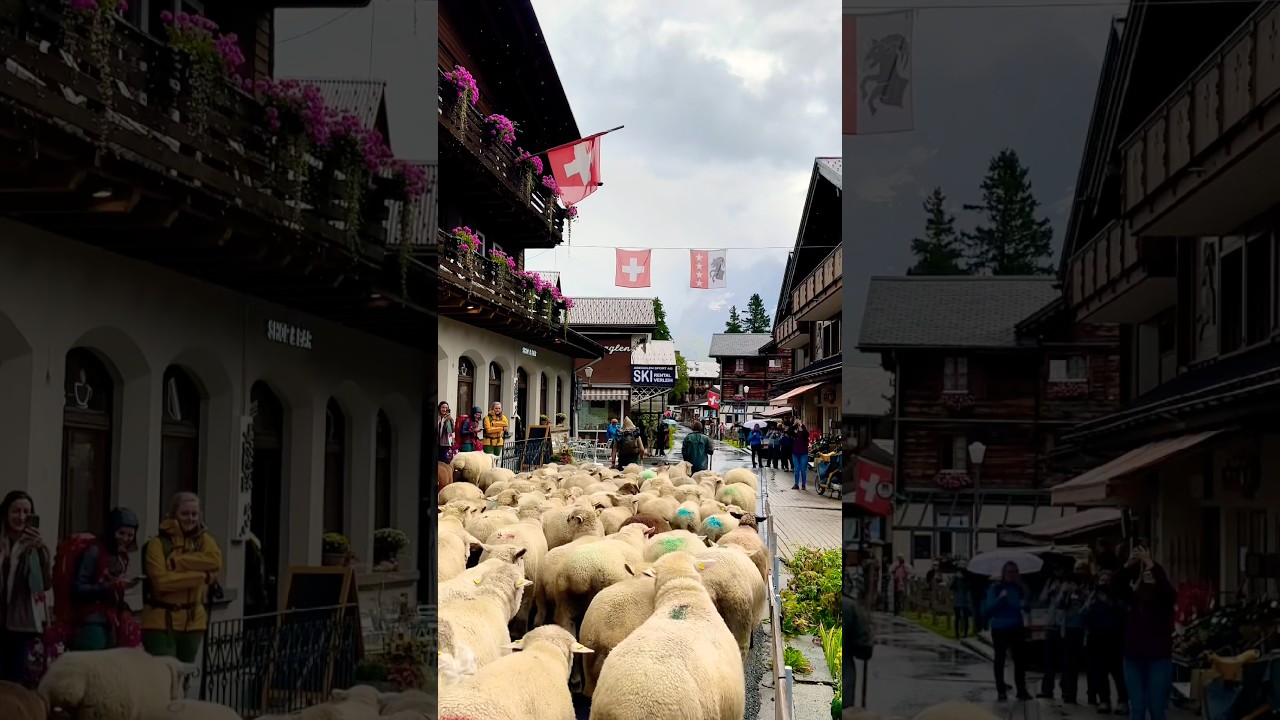Sheep parade #switzerland #youtubeshorts #sheep #alpabfahrt