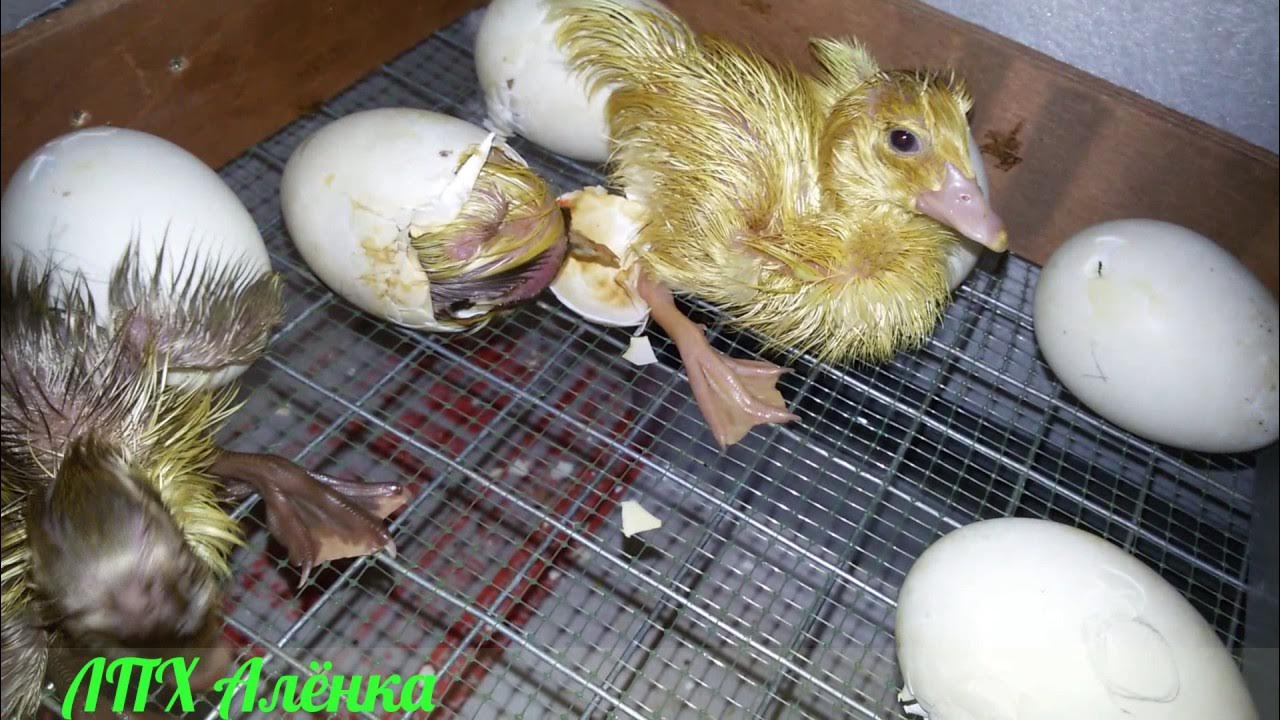 Цыплята из инкубатора. Утята только что вылупились. Утята вылупились. Утята в инкубаторе. Утята в инкубаторе.