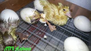 Мускусные утки.ВЫЛУПЛЕНИЕ утят.Инкубация. Последние дни./Musk ducks.Hatching ducklings.  Incubation.