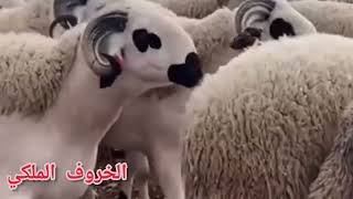 شاهد حجم و جمال الخروف الملكي ? ما شاء الله