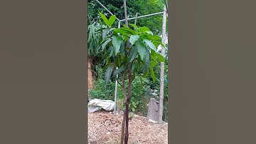 Ngày nghỉ trồng cây (p2): Xoài #shorts #cây #xoài