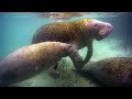 Marine Mammal Nursing and Behavior