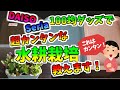 ダイソー＆セリアの100均グッズで、たぶん一番簡単な水耕栽培！