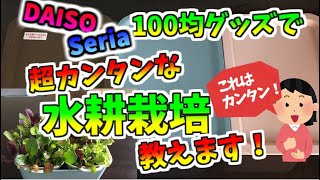 ダイソー＆セリアの100均グッズで、たぶん一番簡単な水耕栽培！