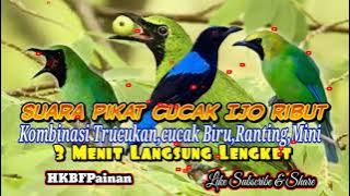Suara Pikat Cucak Ijo Ribut Ampuh Super Mp3 Jernih #HKBFPainan