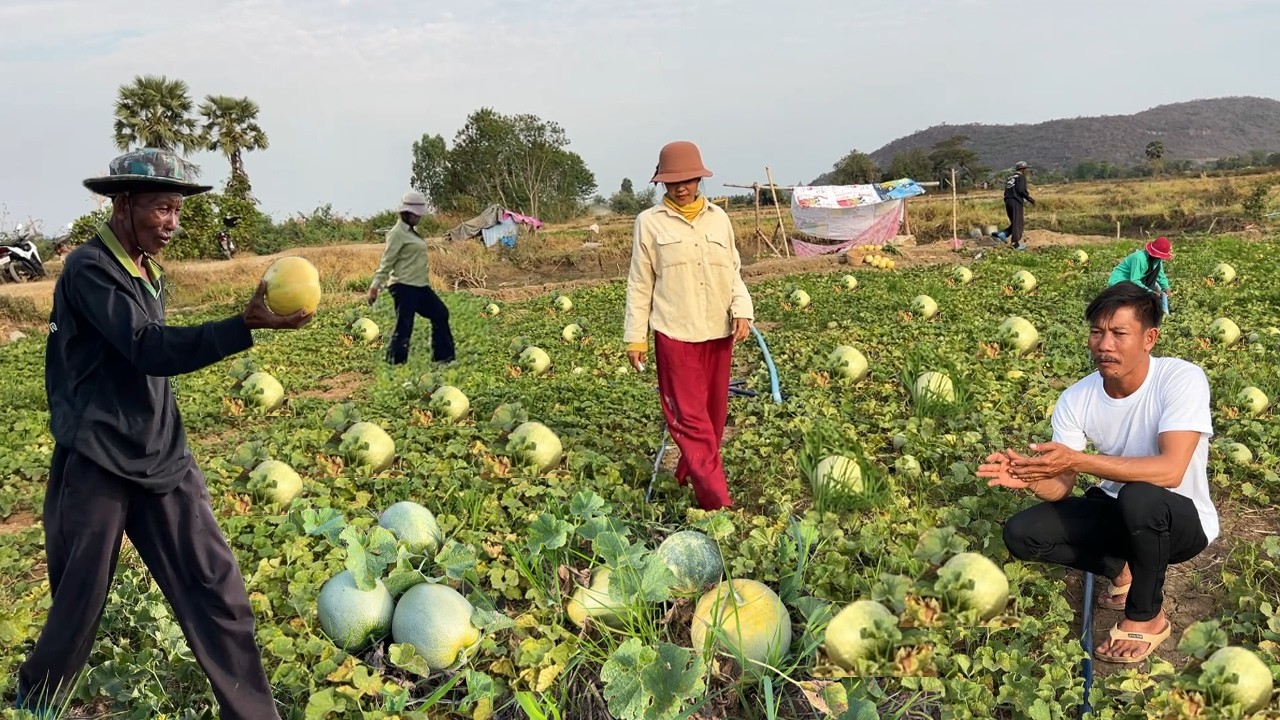 ប្លែកណាស់! ដាំត្រសក់នាឡិក្នុងវាលស្រែ ផ្លែល្អ ផ្អែមឆ្ងាញ់