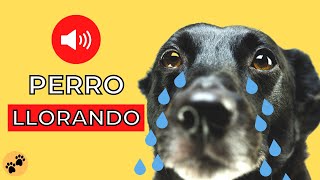 Perros LLORANDO Sonidos de Perro Llorando - YouTube