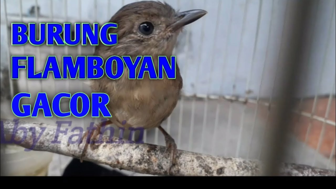 BURUNG FLAMBOYAN GACOR - YouTube