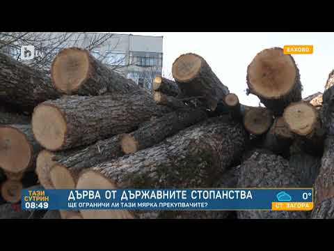 Видео: Популус прави ли добри дърва за огрев?