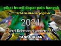 🦜Suara pikat burcil ribut paling ampuh menjebak burung liar#Rohman alvanderos75