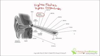 038 How We Hear Different Pitches