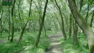 Foto gambar Pemandangan alam HUTAN~pemandangan alam hijau