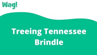 Treeing Tennessee Brindle | Wag!