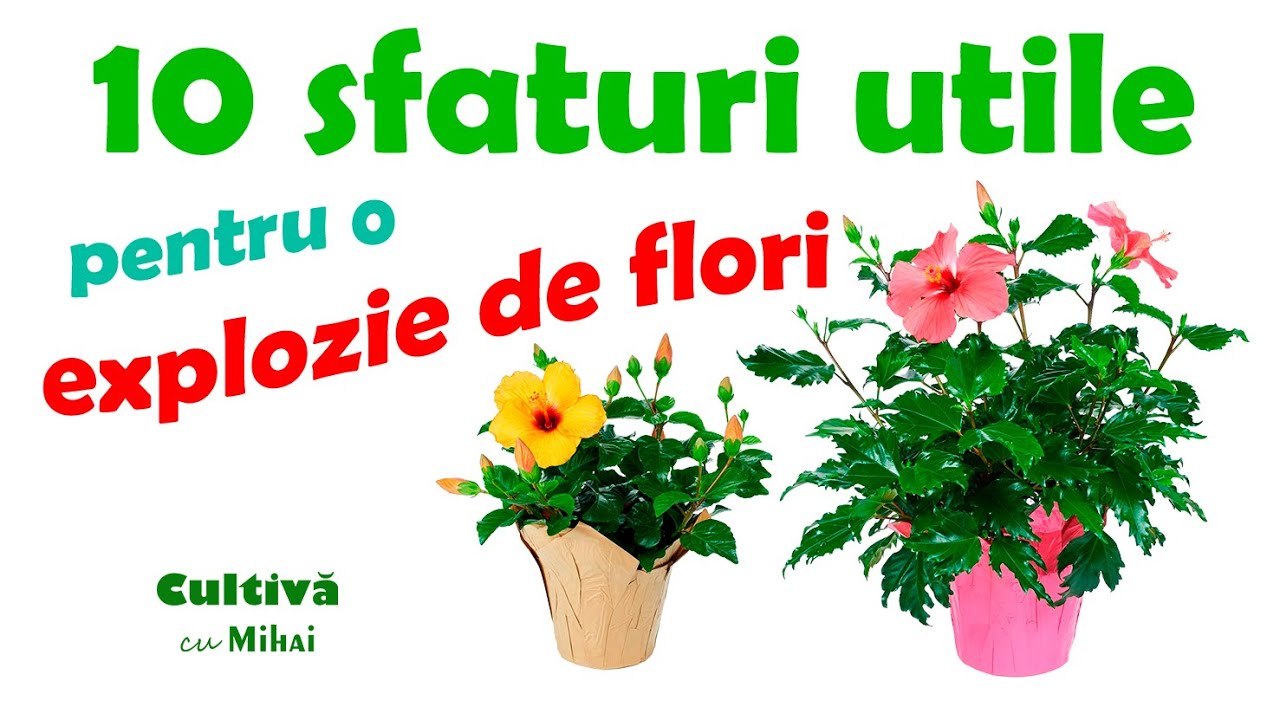 Cum se îngijește trandafirul japonez ca să înflorească toată vara?