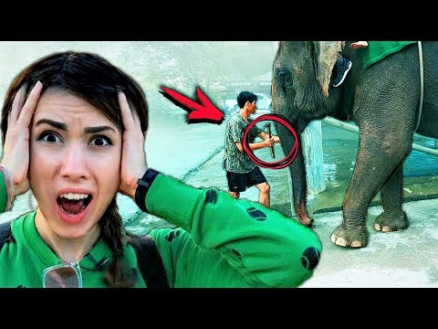 Видео: Высыпайтесь со слонами в пузырях джунглей на этом роскошном курорте в Таиланде