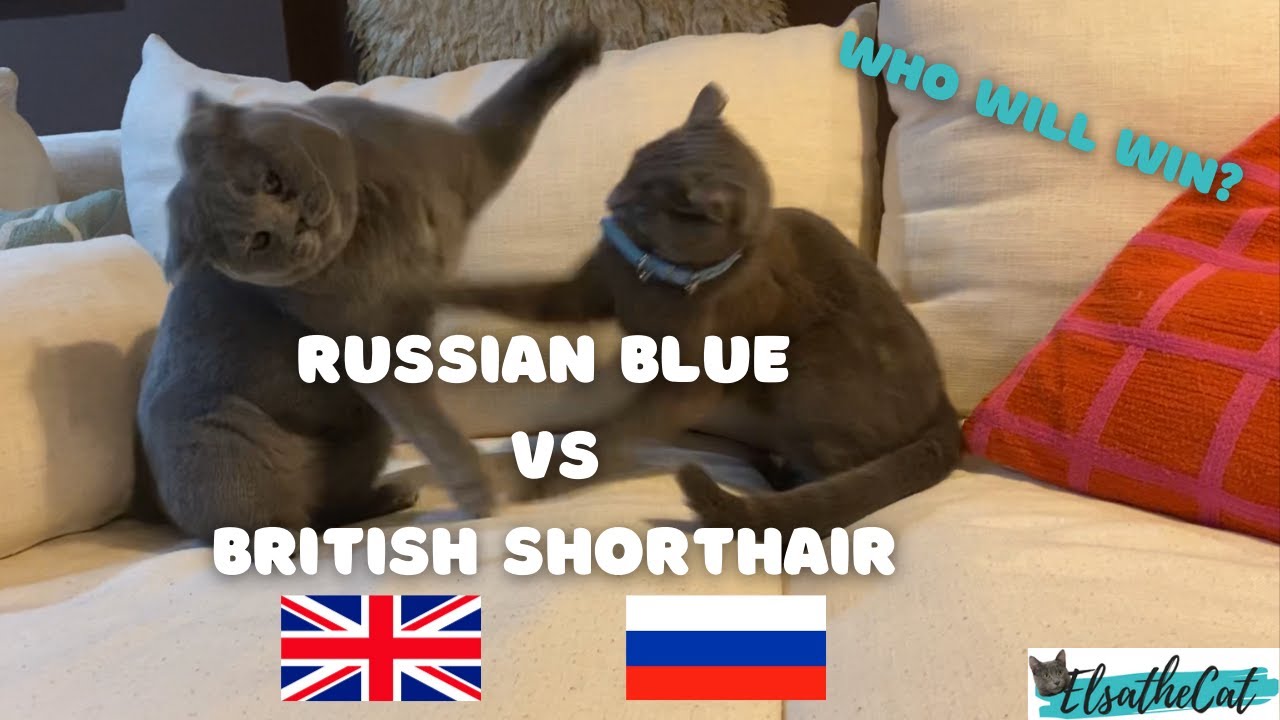 Russian Blue vs British Shorthair! Who Will Win? YouTube
