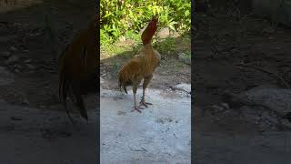 71 Rooster crowing??shorts shortvideo rooster chicken petlover
