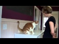 Training a Cat to Sit