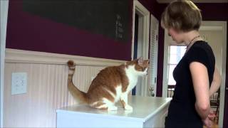 Training a Cat to Sit by Animal Insight 271,036 views 11 years ago 4 minutes, 41 seconds