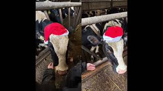 Merry Christmas from all at Longfield Farm Sandra @🙏 #farmtok #farmlife #christmas #cows #dairyfarm