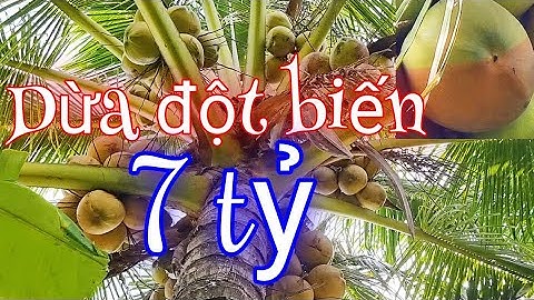 Cây dừa đột biến 2 màu độc lạ có 1 không 2 ở Việt Nam