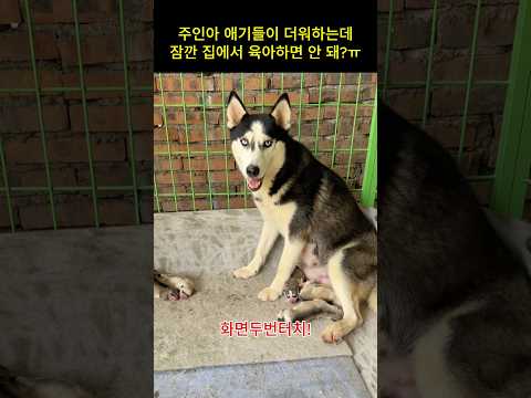 난 괜찮으니깐 자식들만이라도 집에 들어가게 해줘ㅠ thumbnail
