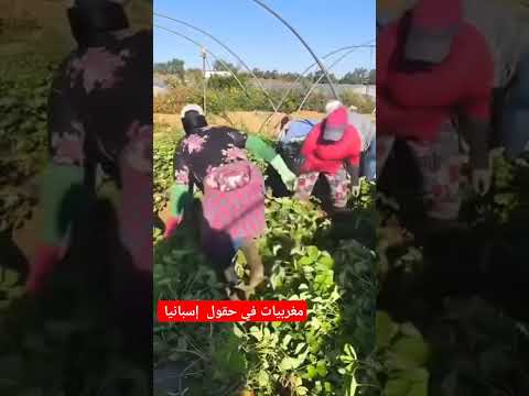 فضيحة مغربيات في حقول إسبانيا فضيحة المغربيات شوهة Choha Fadiha Morocco Maroc News