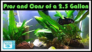 2.5 Gallon Fish Tank Pros and Cons: Should You Buy a 2.5 Gallon Fish Tank?