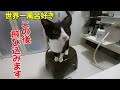 【風呂に飛び込む】世界一お風呂が好きになった捨て猫がこちらです The cat that loves baths the most in the world