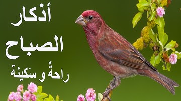 أذكار الصباح | راحة نفسية لا توصف بصوت القارئ عبدالله شعبان | Morning Athkar - Dzkir Pagi