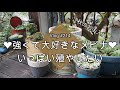 【Vlog214】【多肉植物】強くて大好きなメビナ❤秋のお手入れでいっぱい殖やしたい【女雛】【普及種多肉】