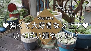 【Vlog214】【多肉植物】強くて大好きなメビナ❤秋のお手入れでいっぱい殖やしたい【女雛】【普及種多肉】