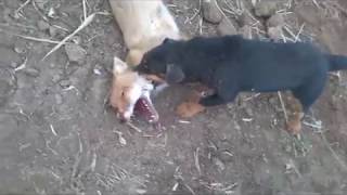 норная охота на лису фокс и ягд. hunt for a fox with a yagter terrier and a fox terrier . ENG SUB .