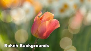 How to Paint Bokeh Backgrounds  Acrylic Real Time Paint Along
