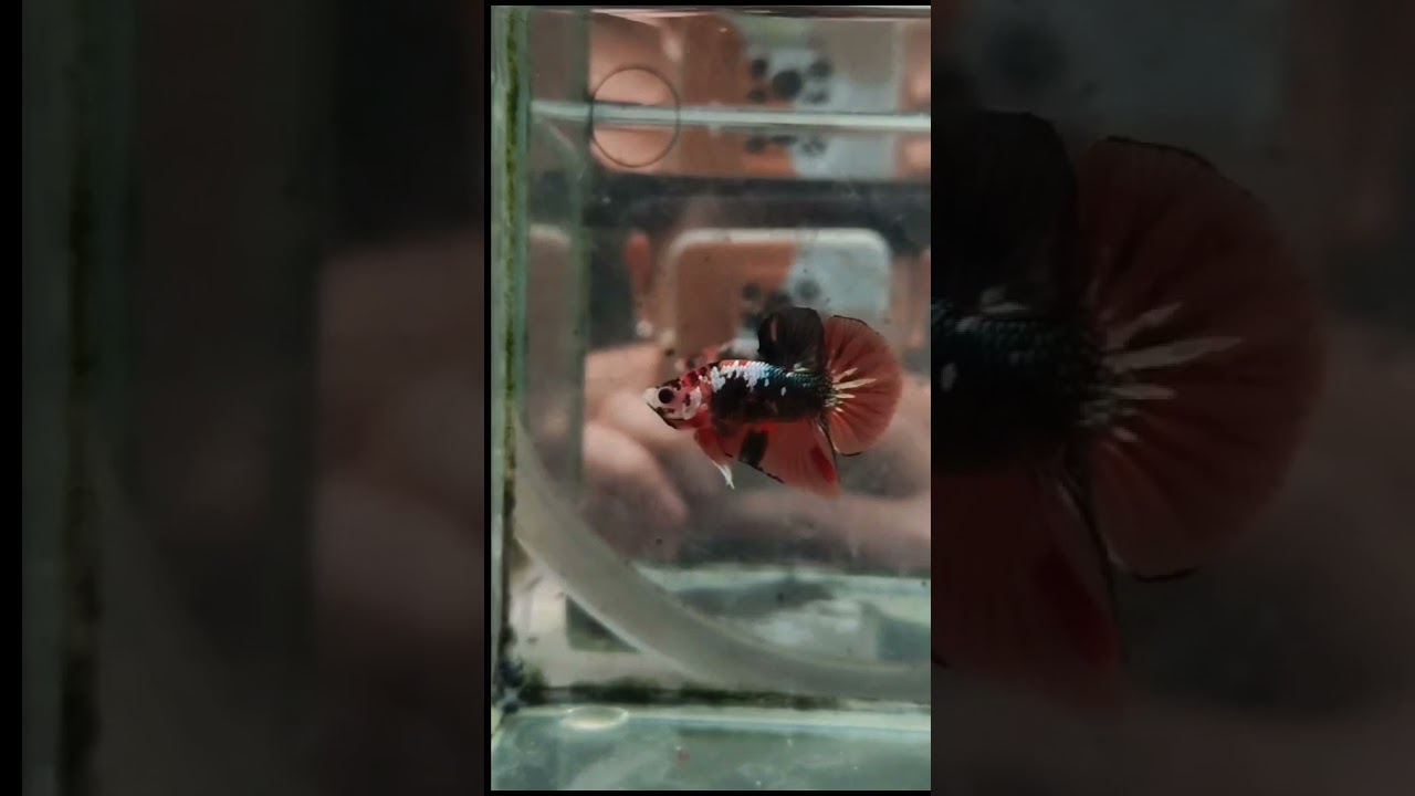 Offspring of my own line 