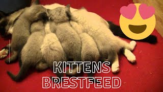 Siamese Kittens Meowing And Breastfeed From Their Mother by CutieCats 352 views 3 years ago 11 minutes, 16 seconds